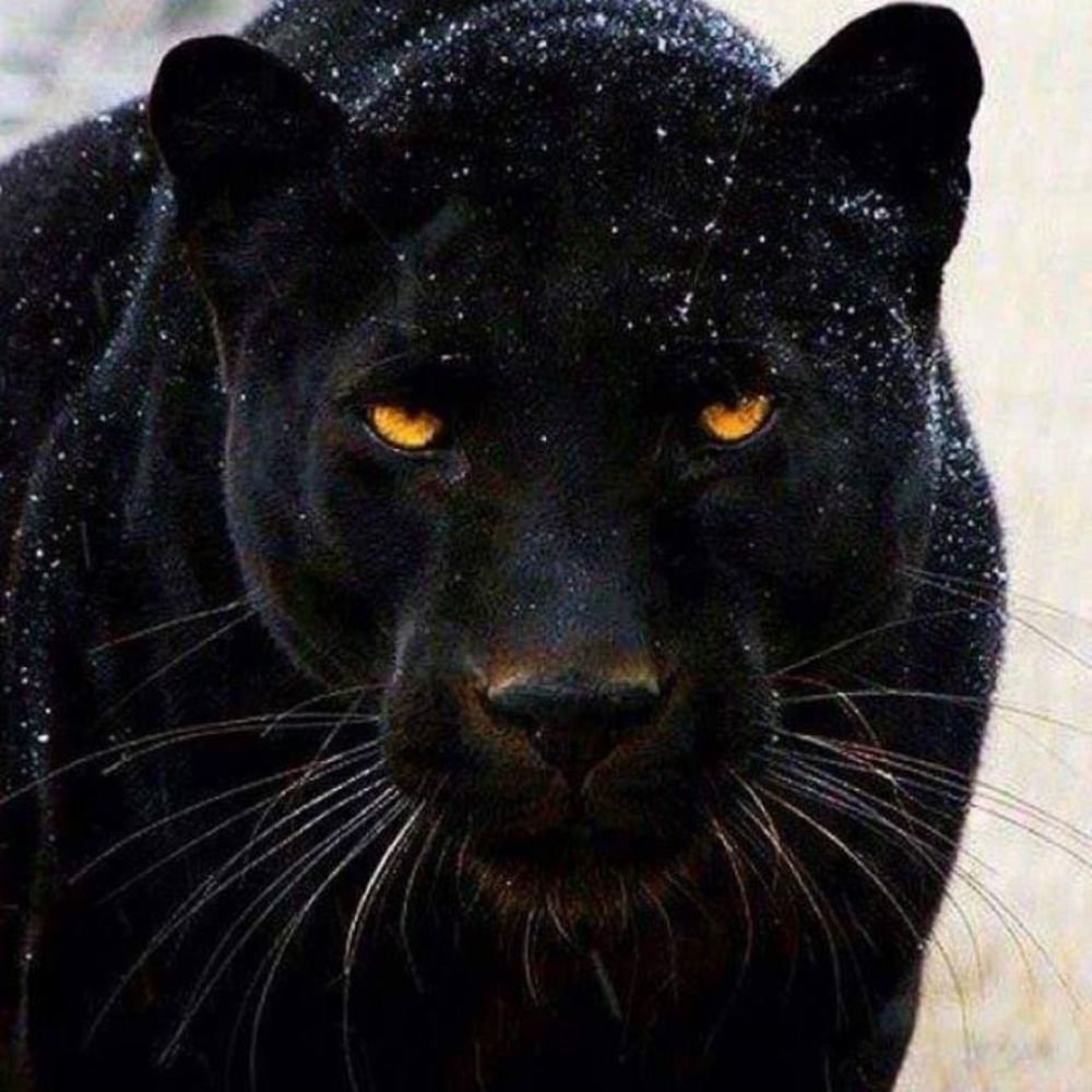 Meet your Posher, Gregory